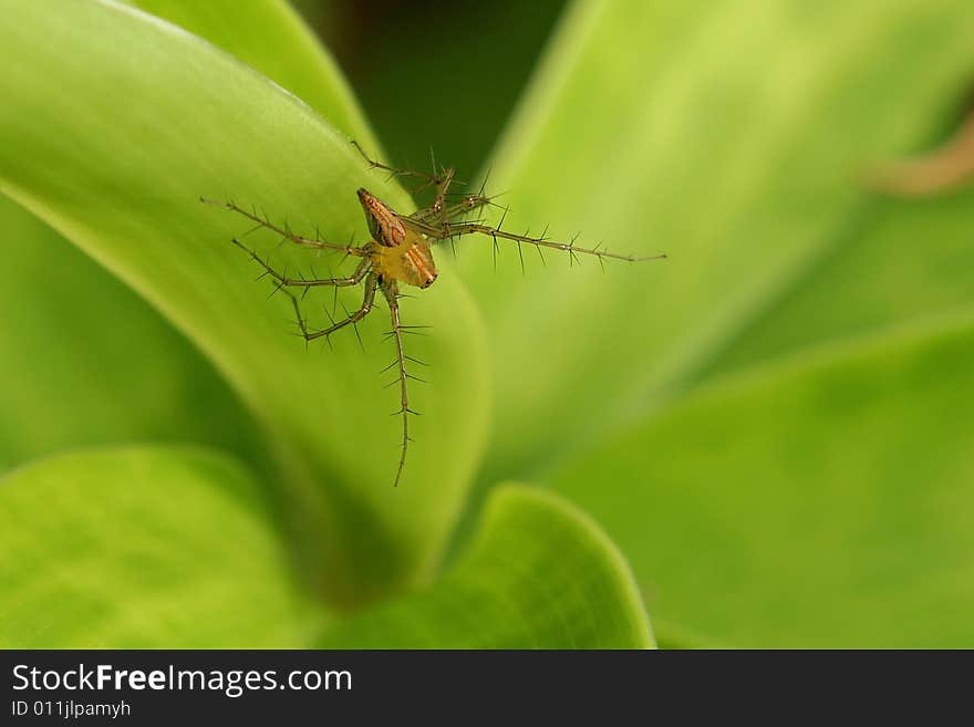 Common Lynx spider found on leave