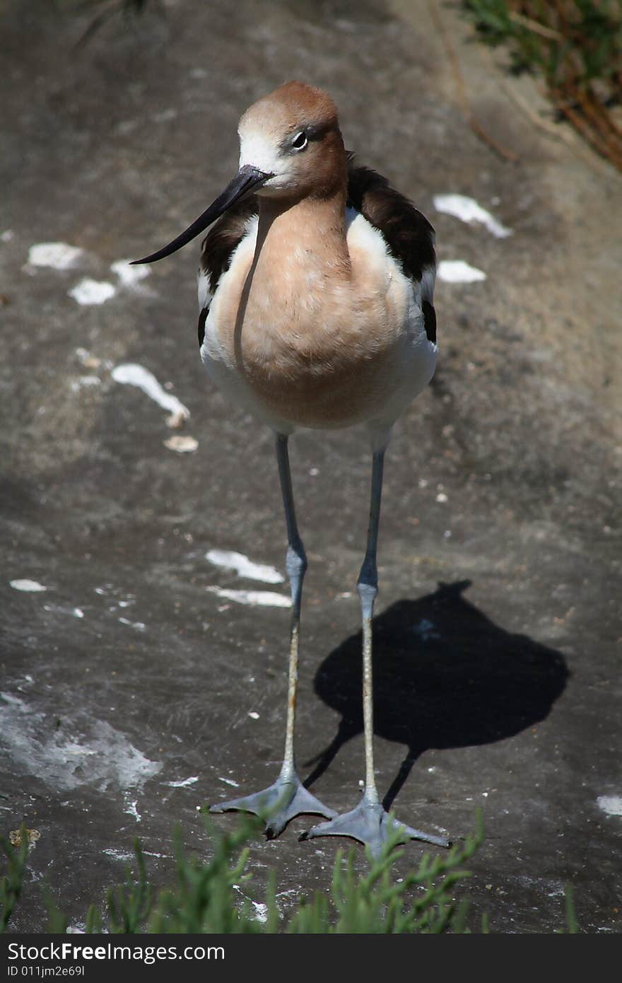 The long-legged American Avocet.