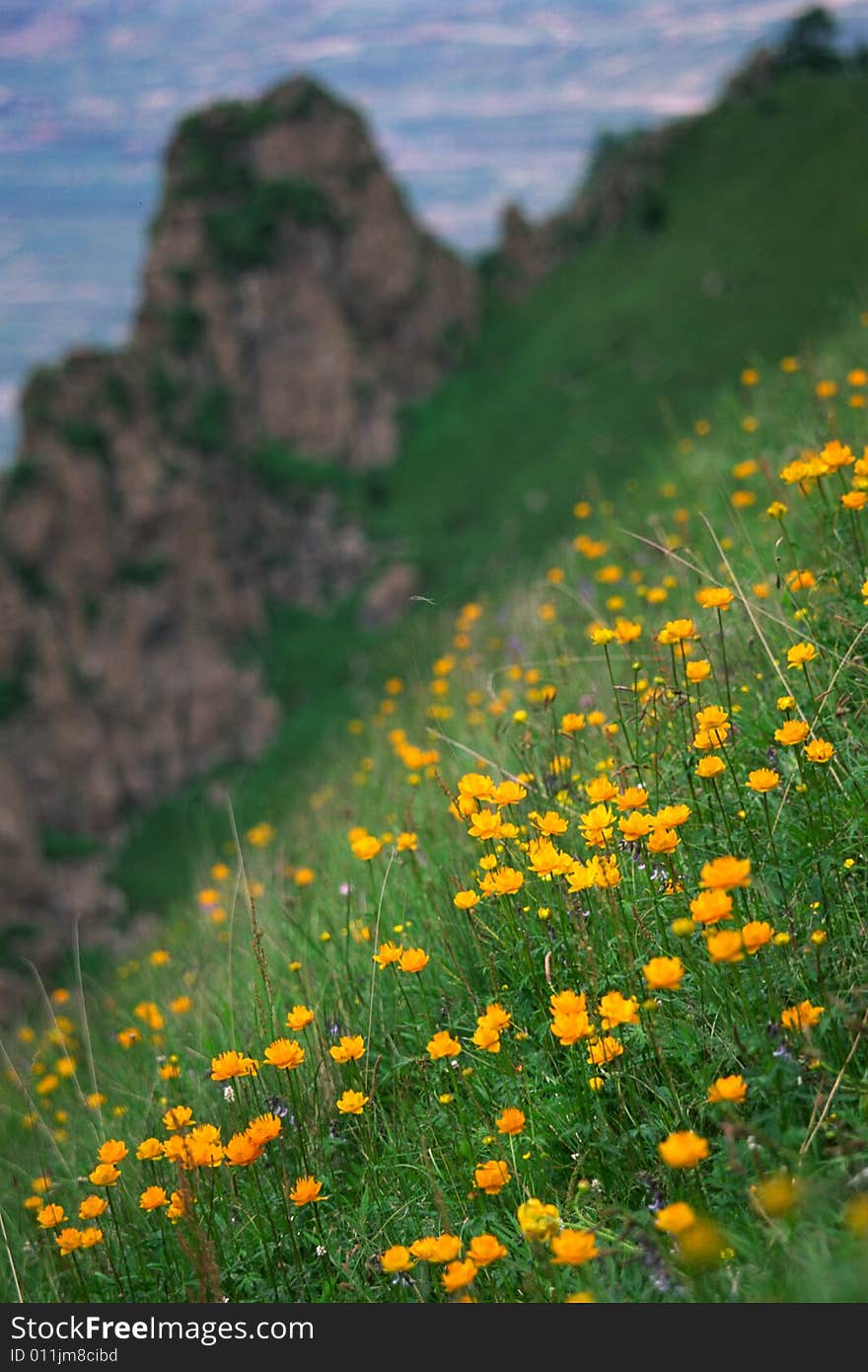 A slope of wild globe flowers, xiaowutai mountain, china. A slope of wild globe flowers, xiaowutai mountain, china