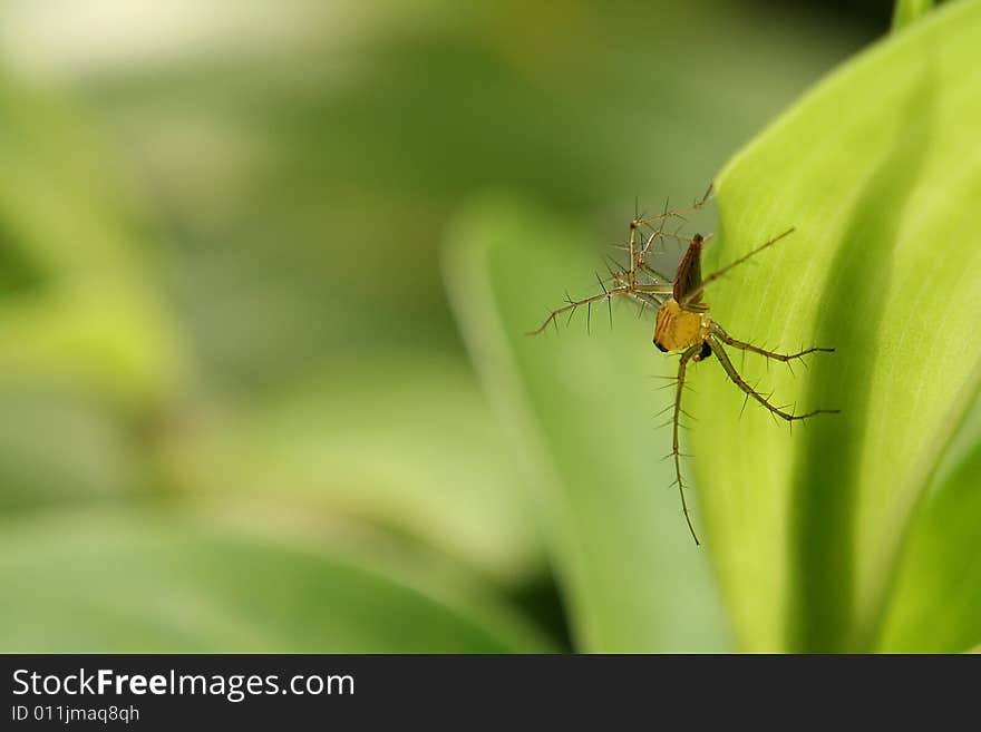 Common Lynx spider found on leave