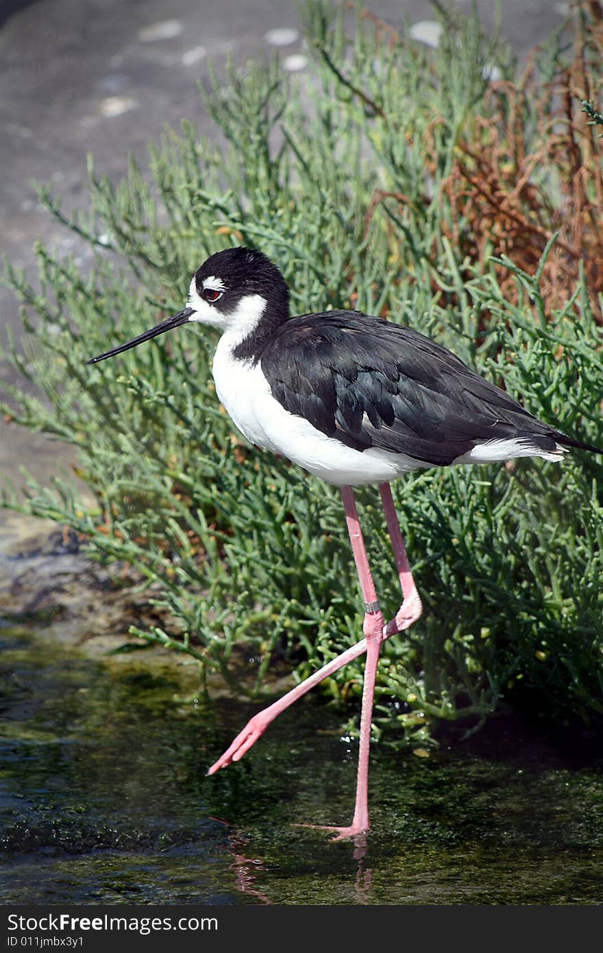 The long legs of a Black-necked Stilt bird as it strolls through the water.