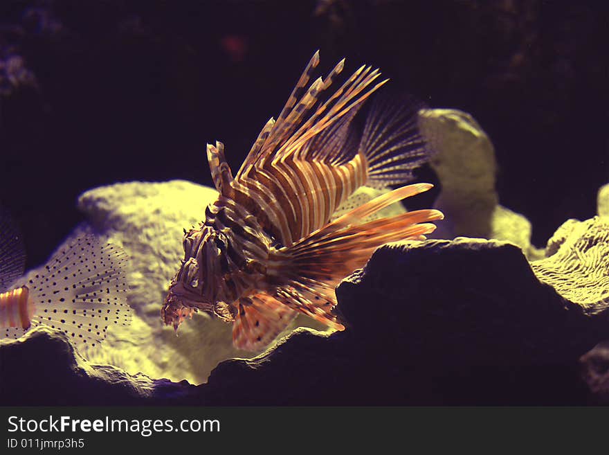 A lionfish out for a swim in the ocean.