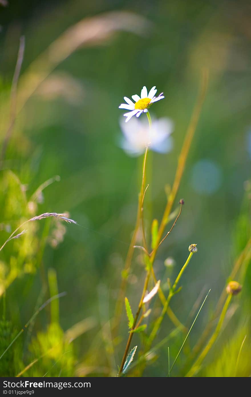 A small flower of chamomile. A small flower of chamomile