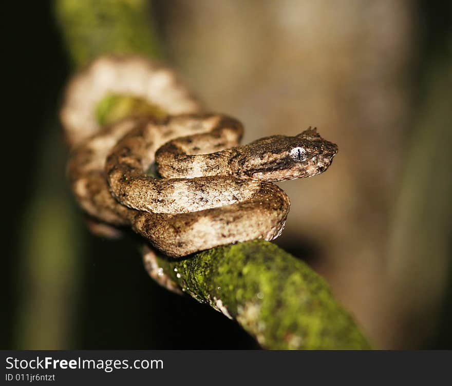 The Eyelash Viper also called Palm Viper or Eyelash Palm Pit-viper. Costa Rica.