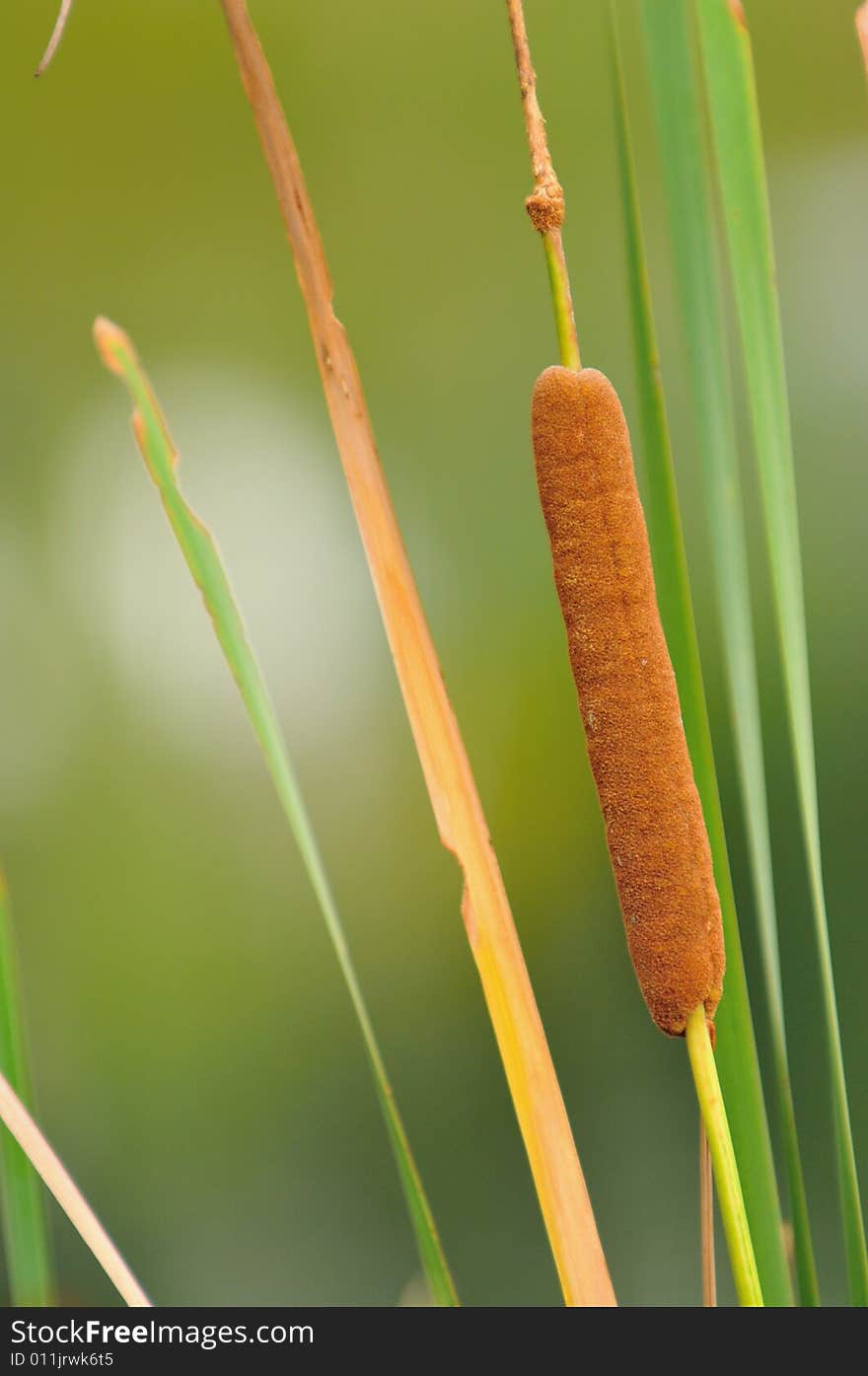 Typha latifolia, a deciduous, perennial, marginal water plant with large clumps of mid-green foliage and decorative, cylindrical, dark brown seed heads. Typha latifolia, a deciduous, perennial, marginal water plant with large clumps of mid-green foliage and decorative, cylindrical, dark brown seed heads.