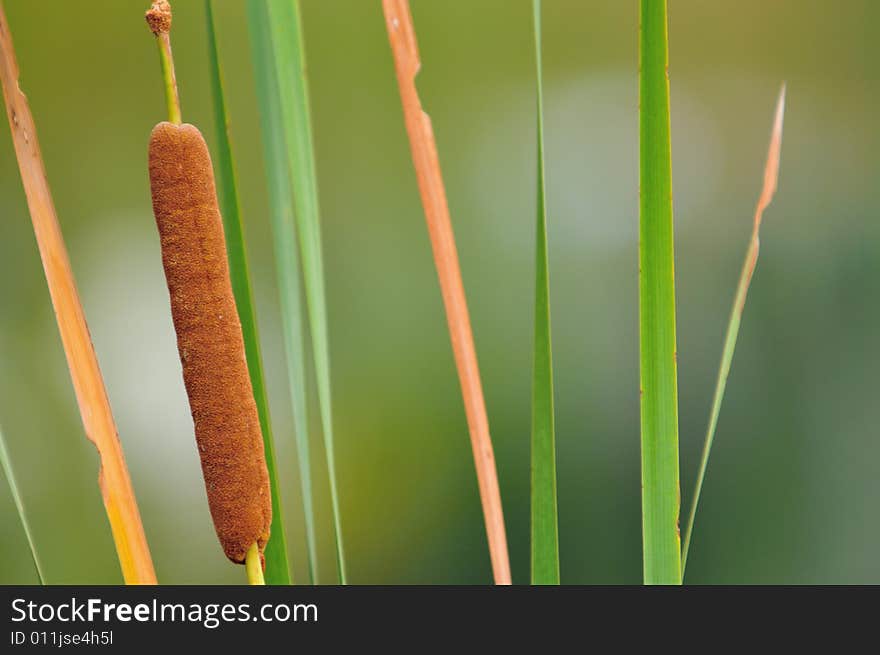 Typha latifolia, a deciduous, perennial, marginal water plant with large clumps of mid-green foliage and decorative, cylindrical, dark brown seed heads. Typha latifolia, a deciduous, perennial, marginal water plant with large clumps of mid-green foliage and decorative, cylindrical, dark brown seed heads.