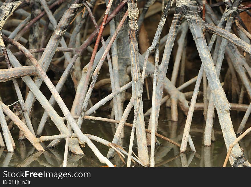 Root of trees in swampy areas