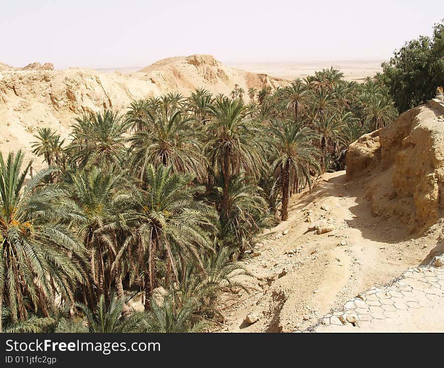 Palm tree oasis Africa,Tunisia