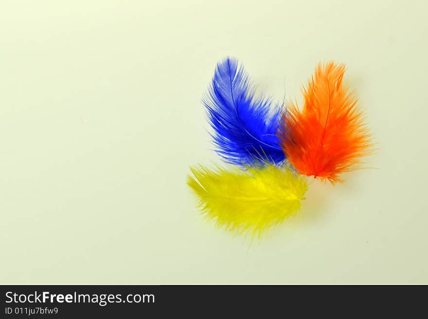 Colourful Feathers