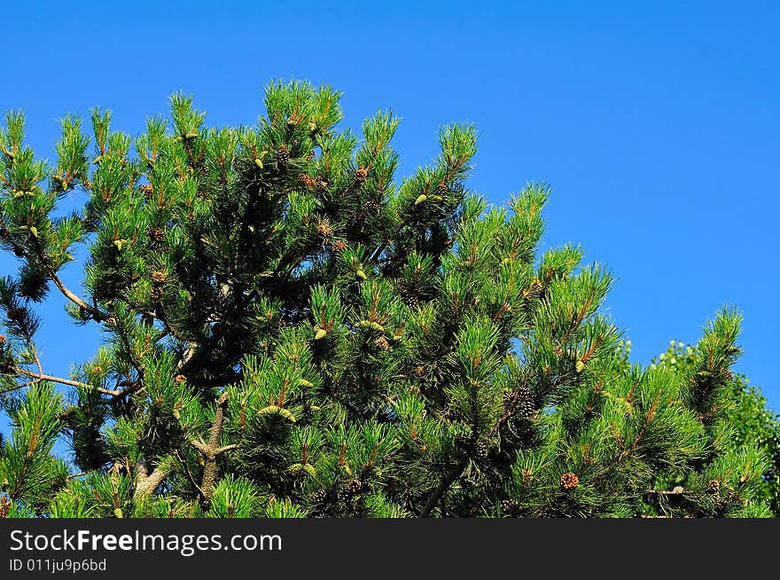 Mediterranean Pines