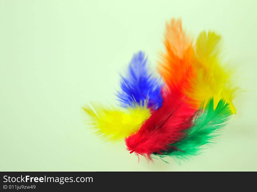 Colourful Feathers on white background