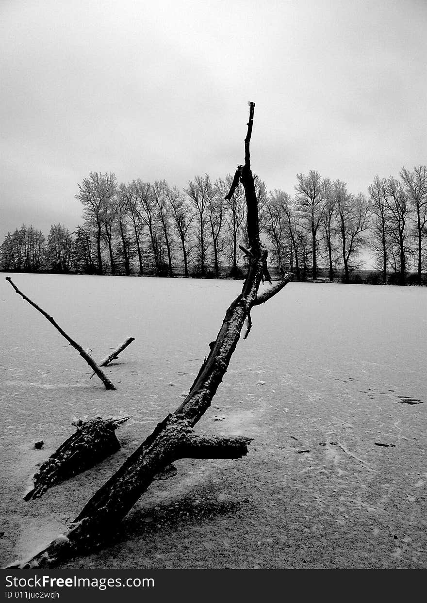 Tree in water