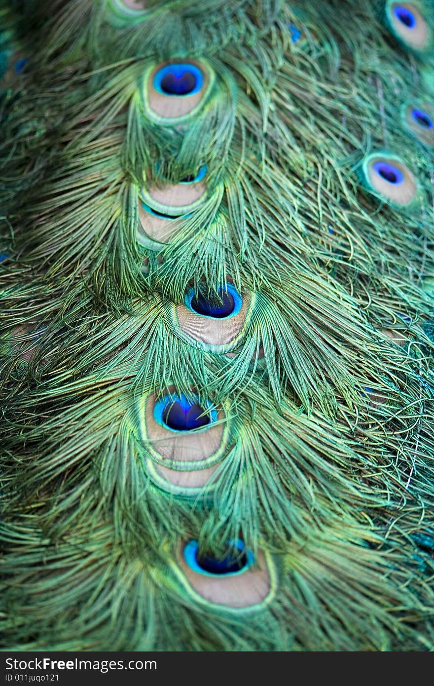 Peacock Feathers