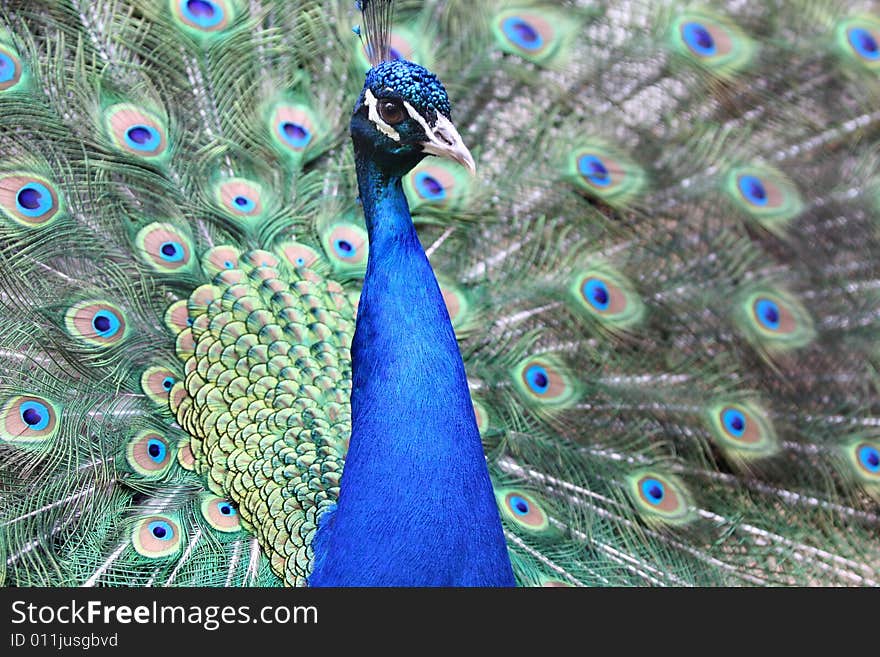 Close up shot of an beautiful Peacock