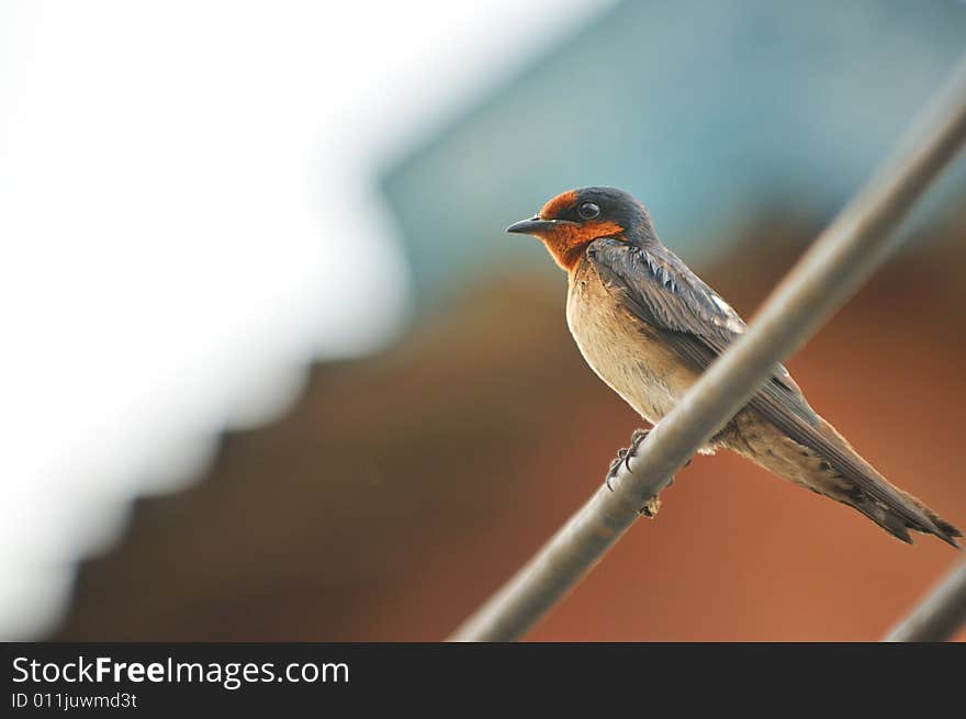 Swallow 1