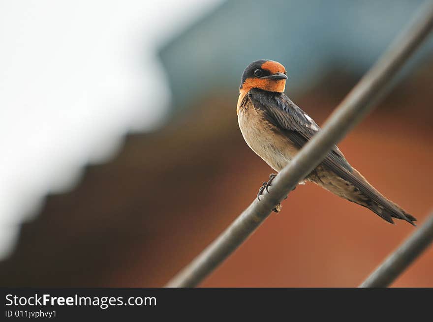 Swallow 2