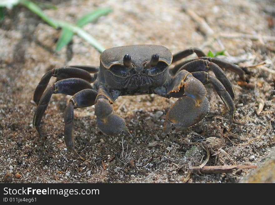 Crab