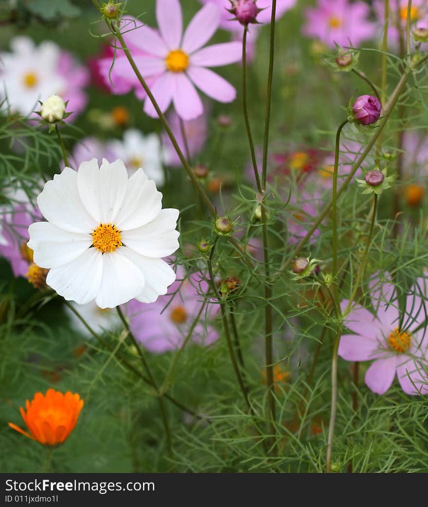 Beautiful flowers in a small garden