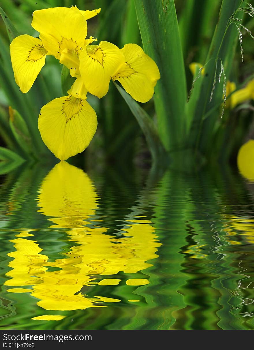 Wild yellow flower - macro shot. Wild yellow flower - macro shot