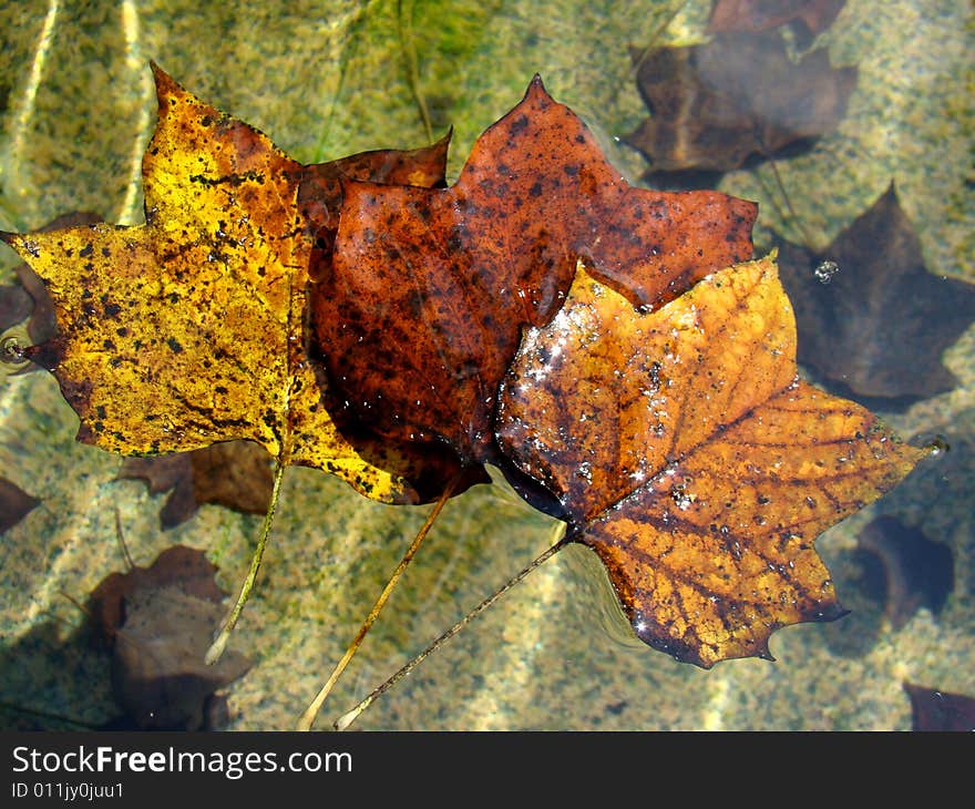 Colorful floating leaves in the water. Colorful floating leaves in the water