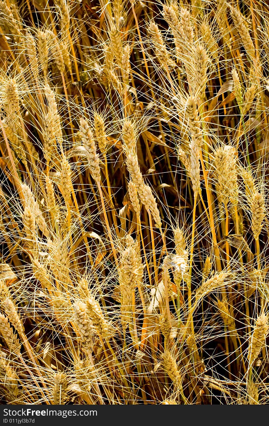 Picture of a barley field