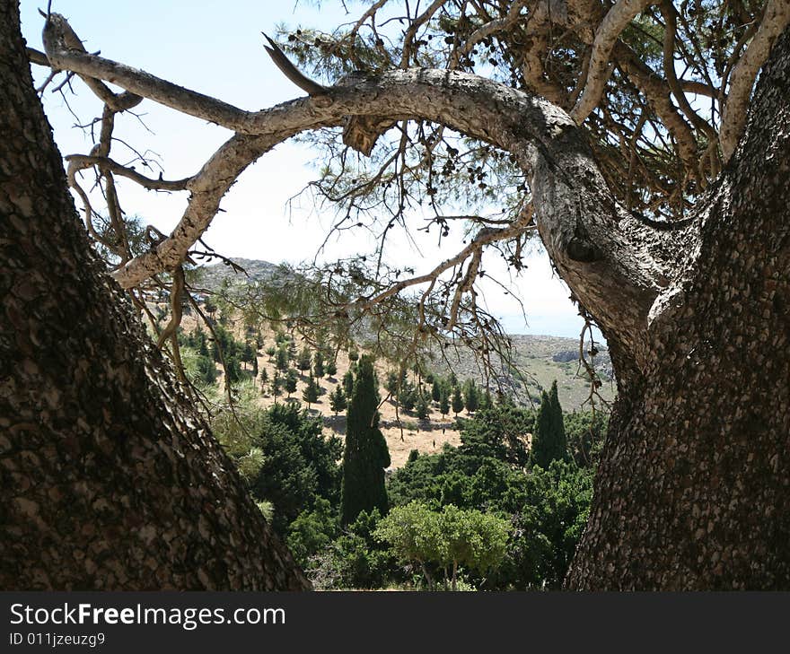 Background with green trees (Crete)