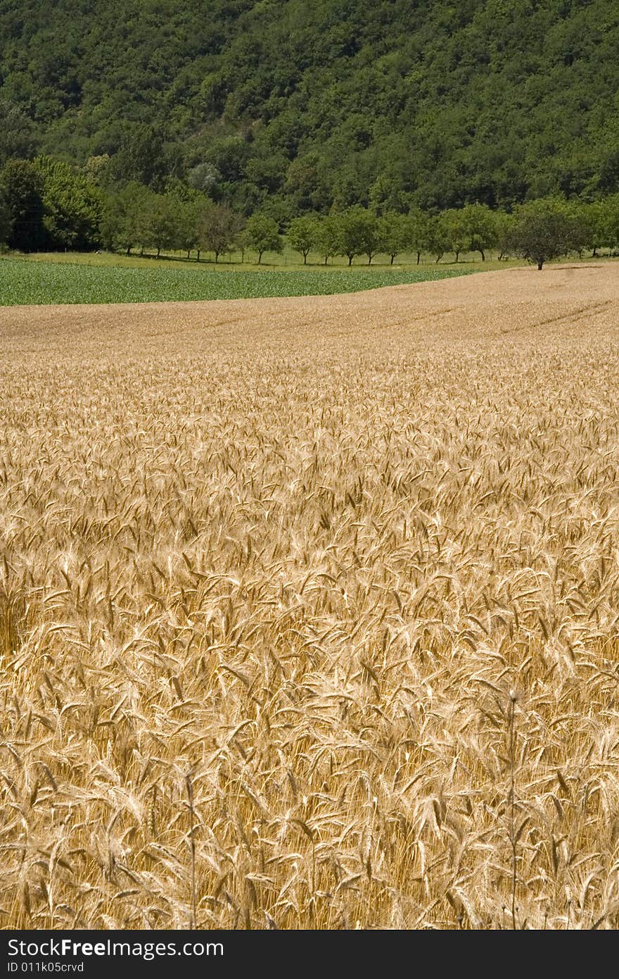 Cornfield