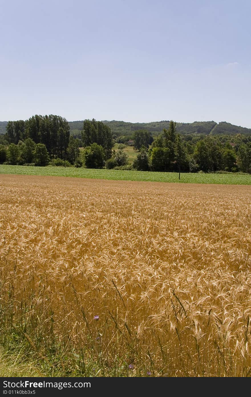 Cornfield