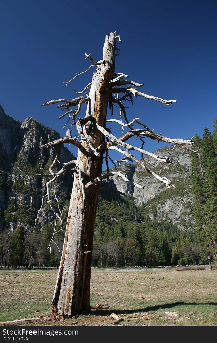 Dead tree