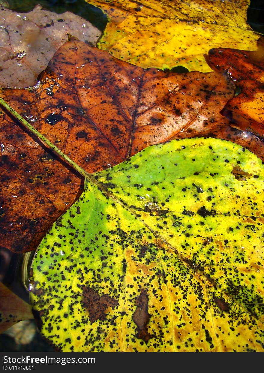 Colorful floating leaves in the water