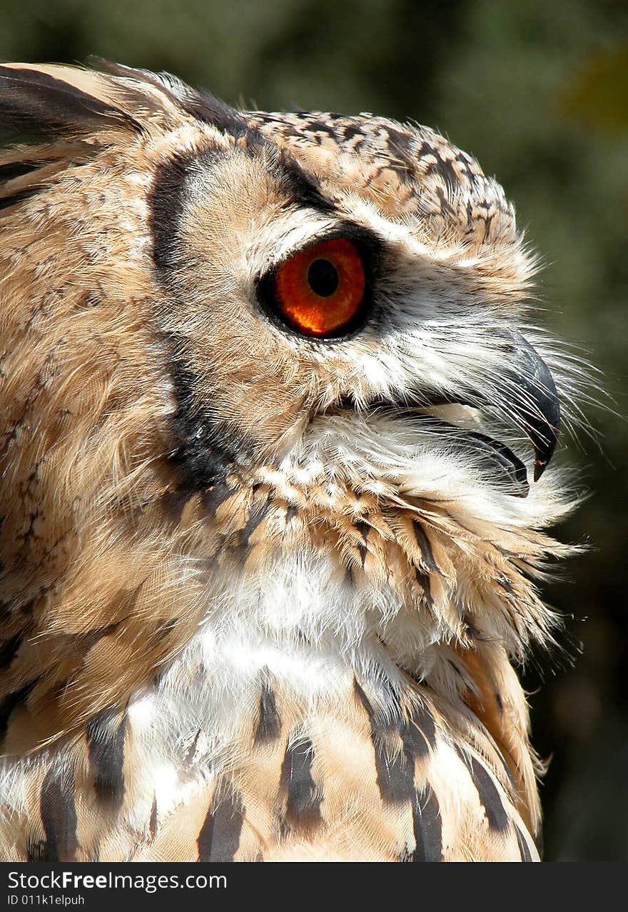 Beautiful bird of prey - Portugal. Beautiful bird of prey - Portugal