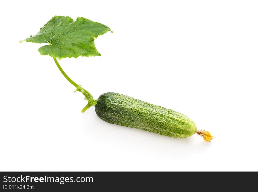 Green Cucumber