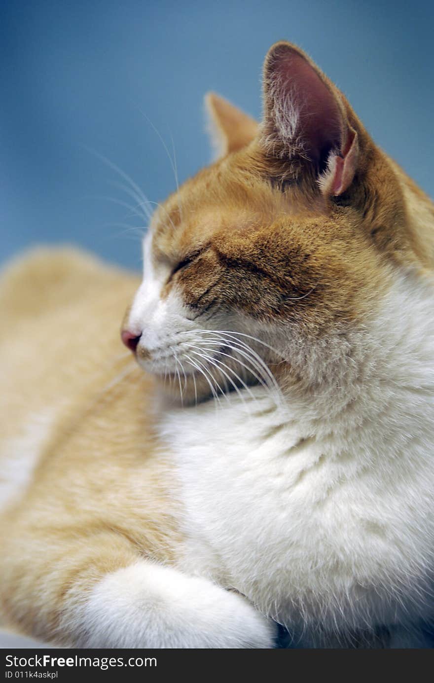 Orange and white tabby profile. Orange and white tabby profile