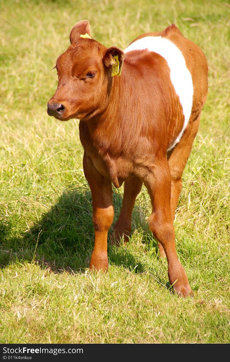 A dutch belted calf in a grassland. A dutch belted calf in a grassland