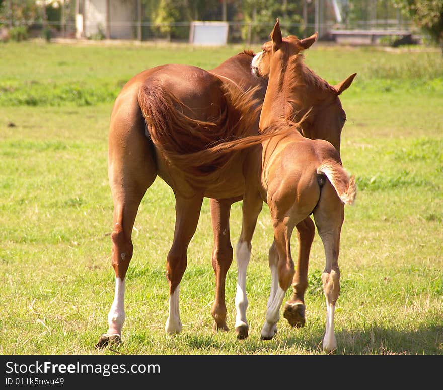 A brown horse with a foal. A brown horse with a foal