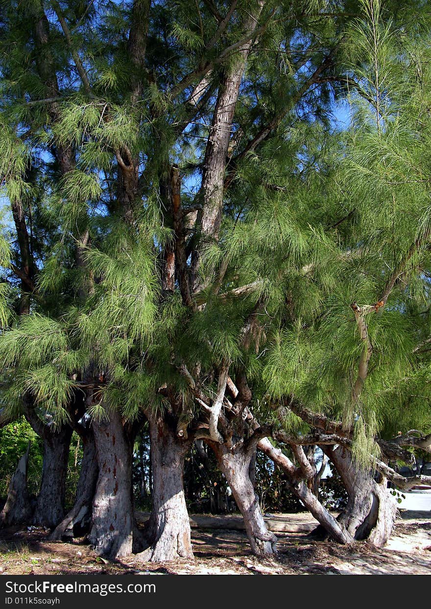 The group of trees with tangled branches creating a circle as if they were dancing (New Providence Island, The Bahamas). The group of trees with tangled branches creating a circle as if they were dancing (New Providence Island, The Bahamas).