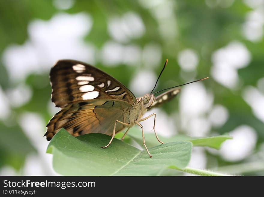 Perching on a leaf