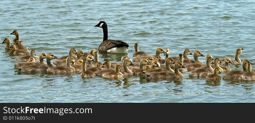 Canada goose and goslings