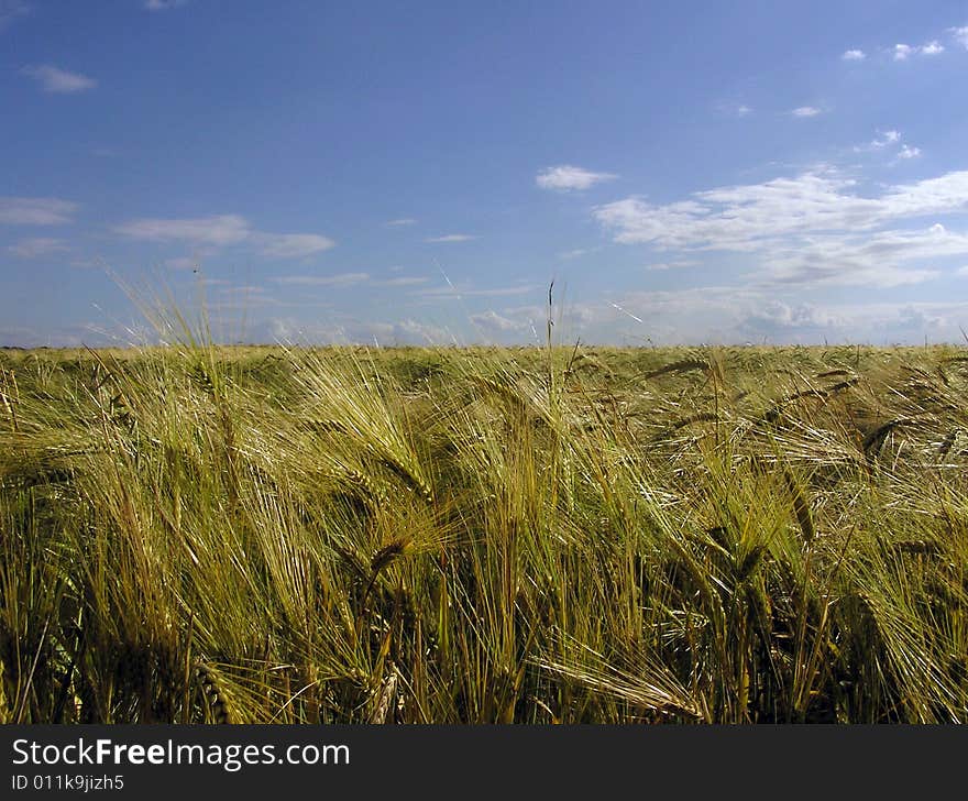 Wheat field