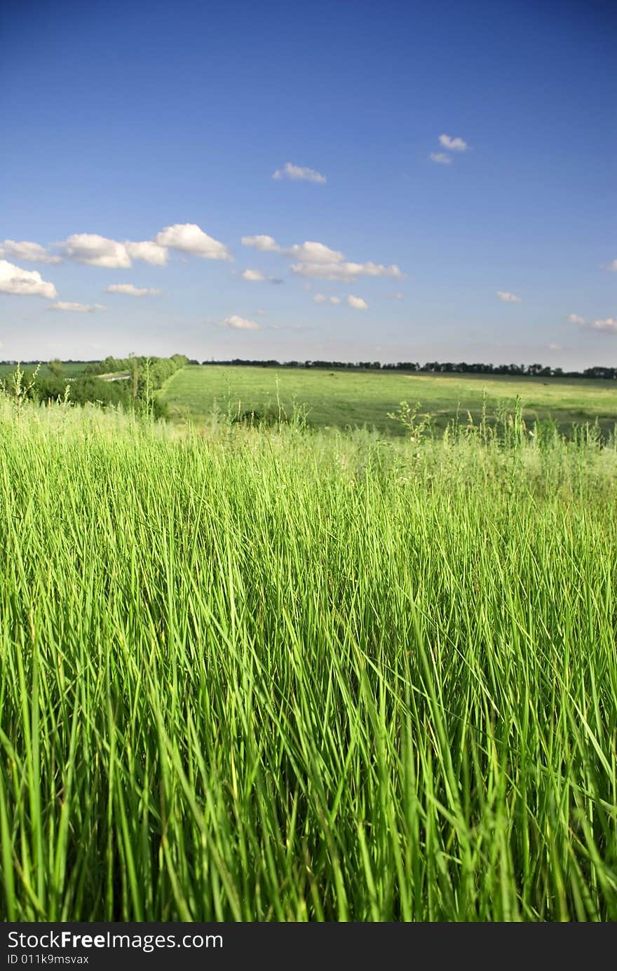 Meadow with green grass and blue sky with clouds. Meadow with green grass and blue sky with clouds