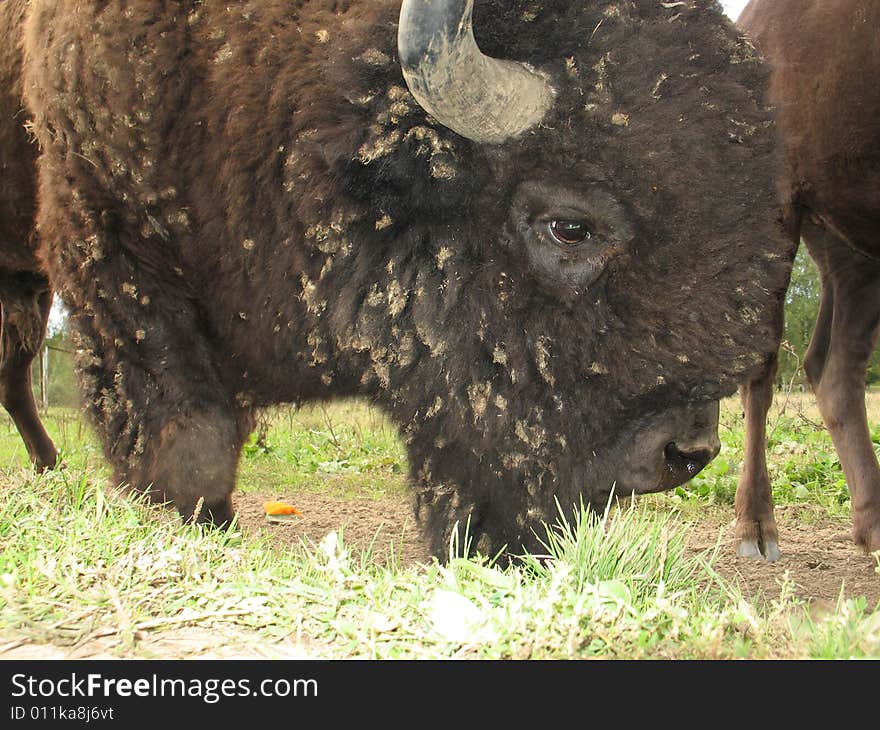 Bison