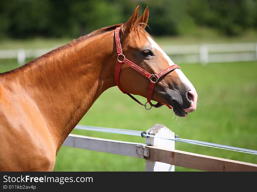 Racehorse Chestnut