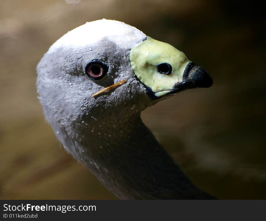 A suggestive shot of the head of a goose. A suggestive shot of the head of a goose