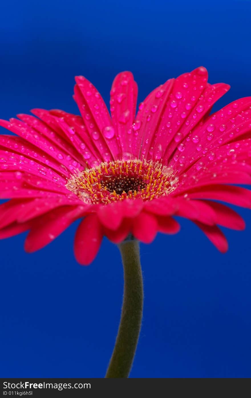 Pink gerber flower with drops isolated in blue background