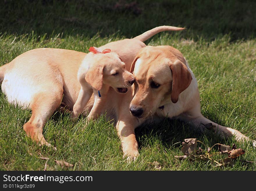 Two Yellow Labradors Playing.  They're step brothers just wrestling around for some fun in the sun. Two Yellow Labradors Playing.  They're step brothers just wrestling around for some fun in the sun.