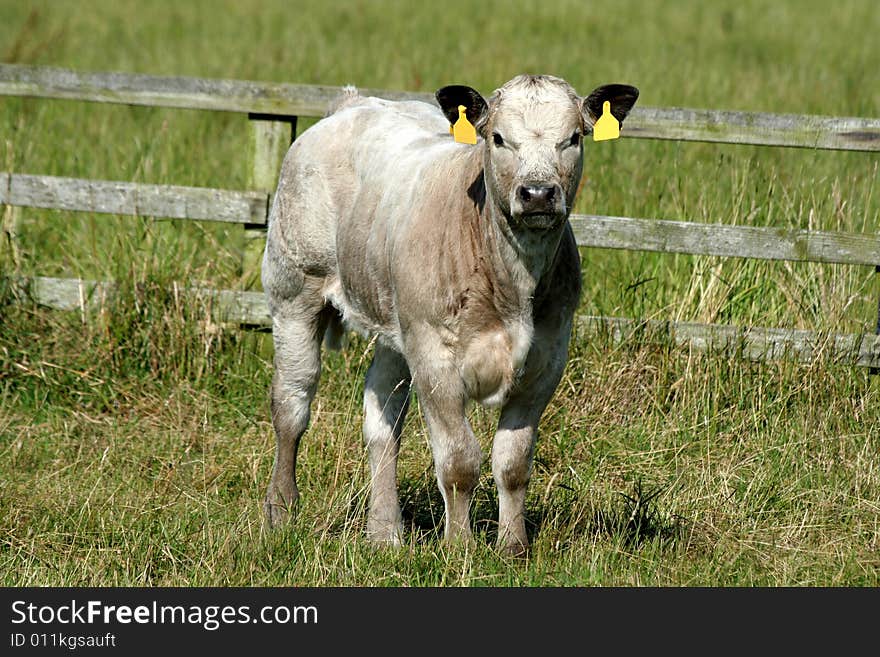 An baby calf on the boundry of his medow.This was taken in Germany. An baby calf on the boundry of his medow.This was taken in Germany