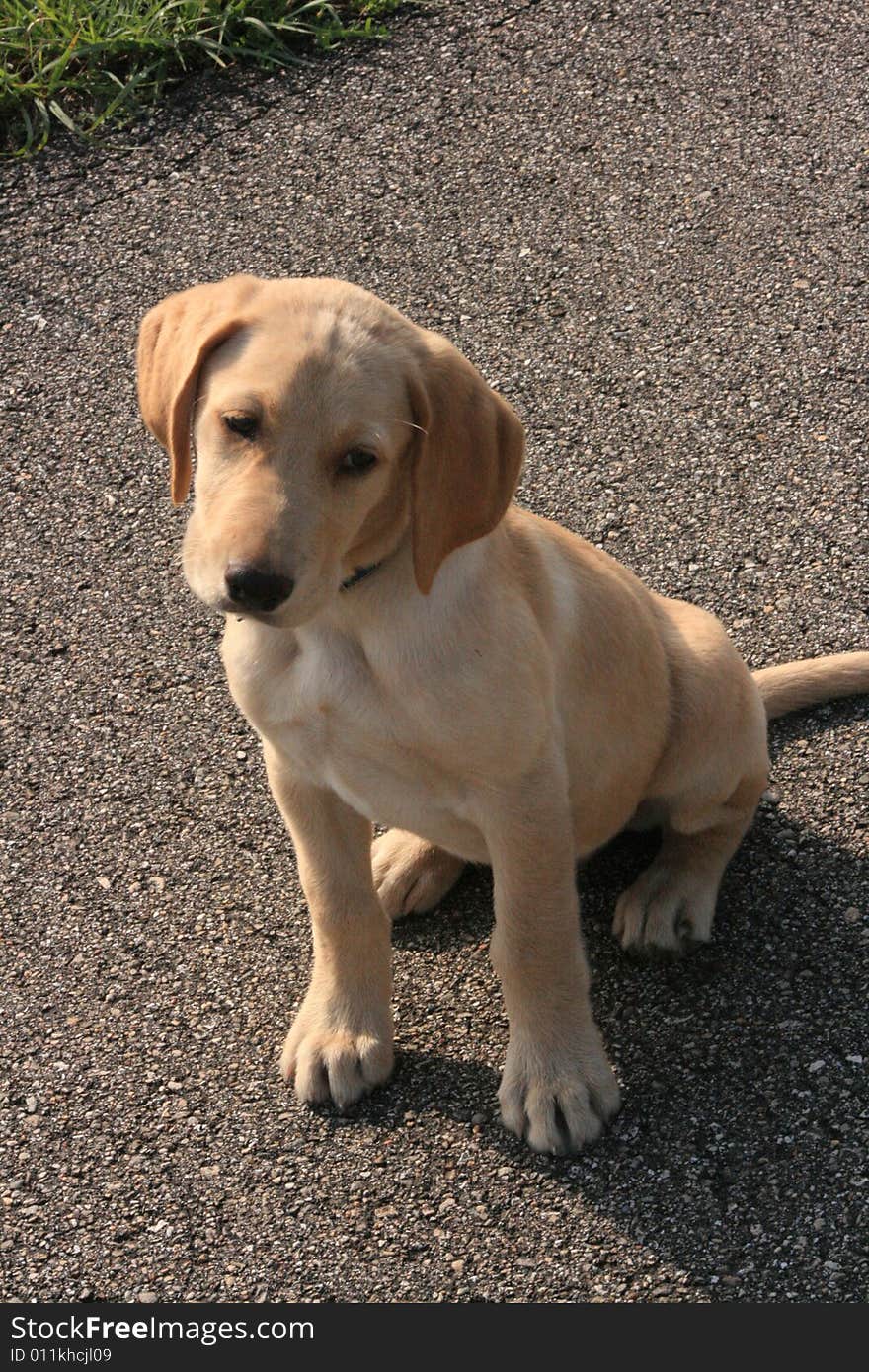 Yellow Lab puppy cocking his head as he sits waiting for his big brother to walk down the bike path