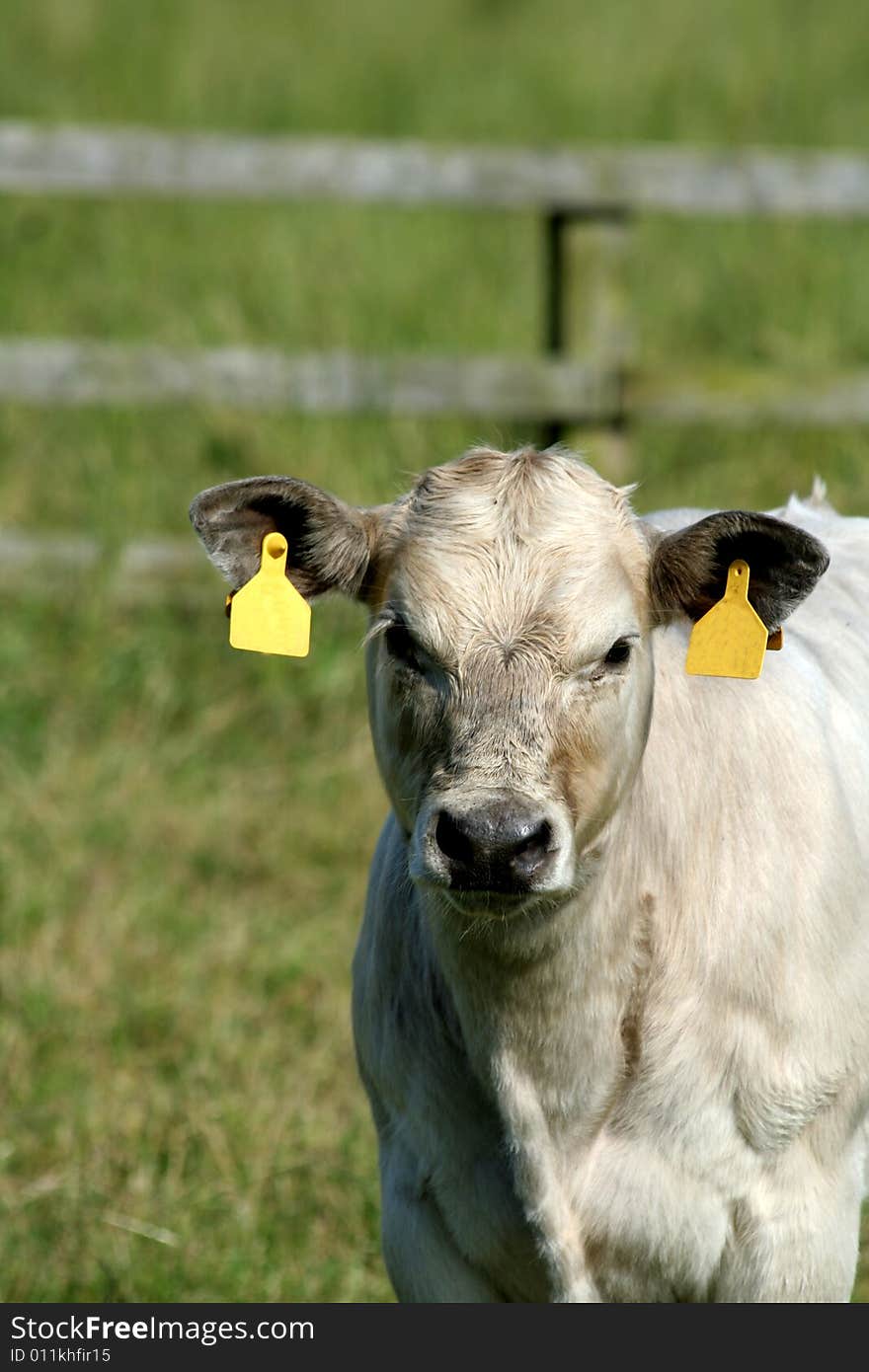 A young calf on the boundry of the field.