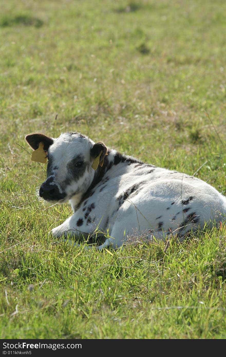 A young calf lying in a field. A young calf lying in a field