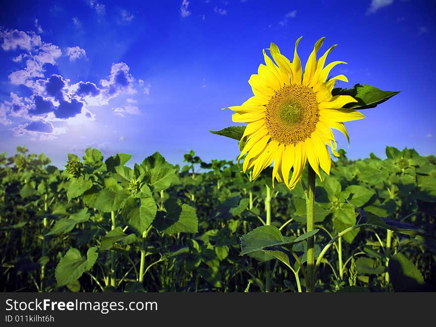 Yellow sunflower undre blue clear sky with clouds